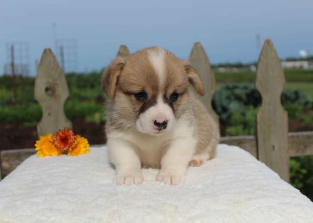 Pembroke Welsh Corgi Puppies media 24