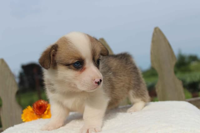 Pembroke Welsh Corgi Puppies media 12