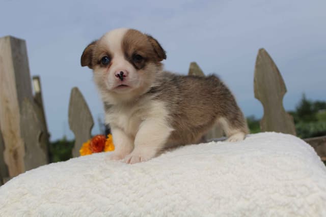 Pembroke Welsh Corgi Puppies media 11