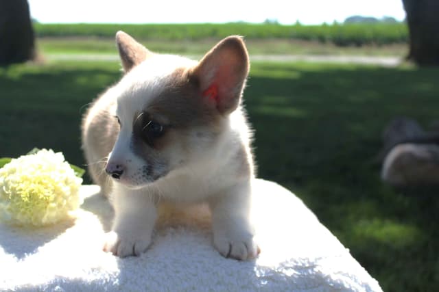 Pembroke Welsh Corgi Puppies media 10