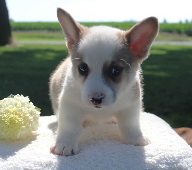 Pembroke Welsh Corgi Puppies media 9