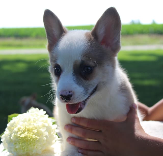 Pembroke Welsh Corgi Puppies media 8