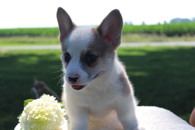 Pembroke Welsh Corgi Puppies media 7