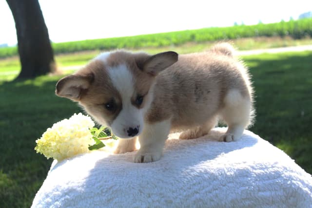Pembroke Welsh Corgi Puppies media 6