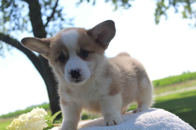 Pembroke Welsh Corgi Puppies media 4