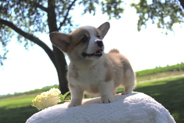 Pembroke Welsh Corgi Puppies media 5