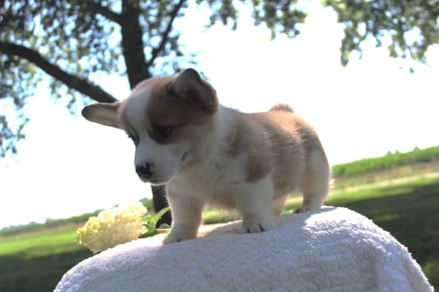 Pembroke Welsh Corgi Puppies media 2