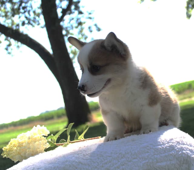 Pembroke Welsh Corgi Puppies media 3