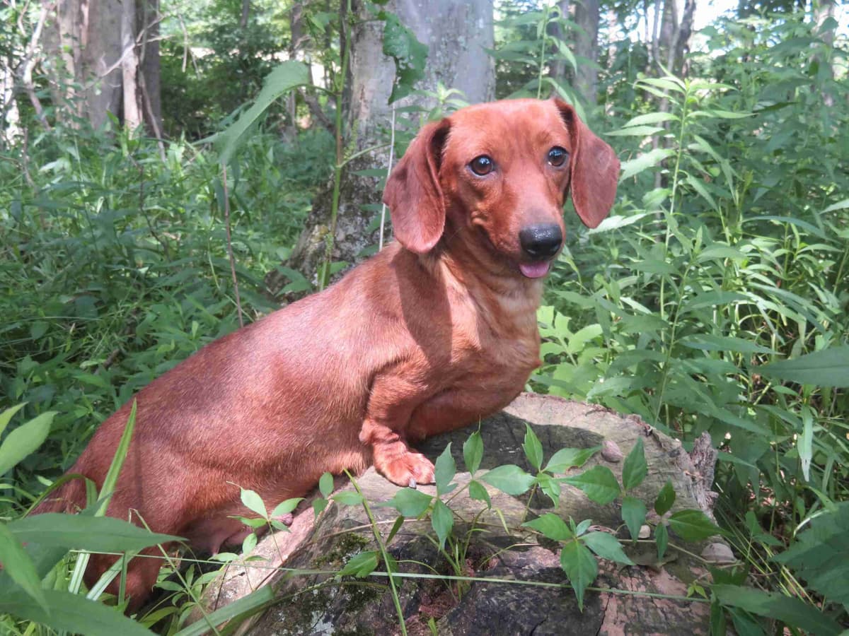 Miniature dachshund Puppies breeder image 1