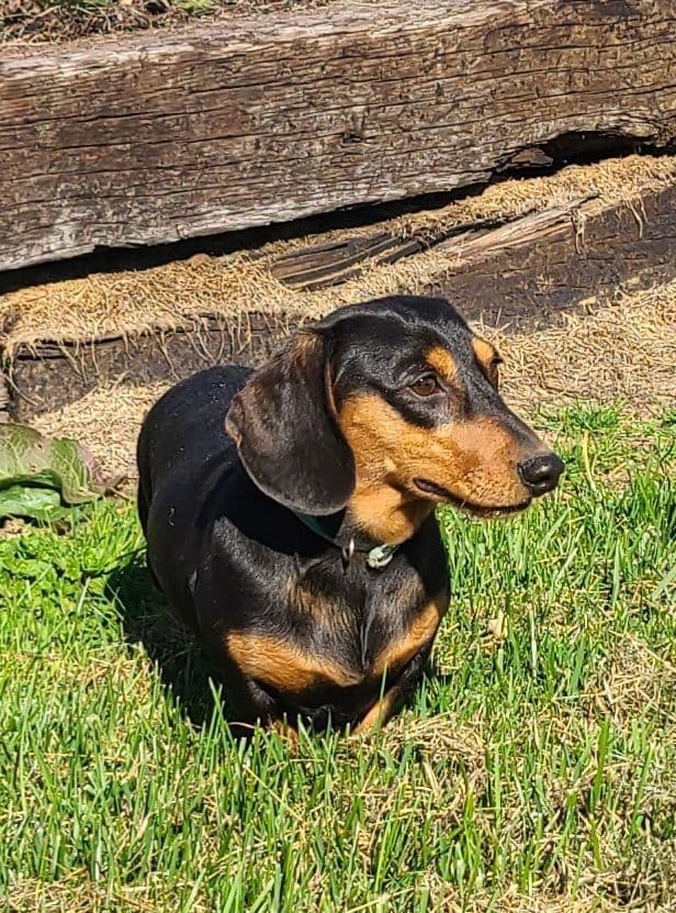 Miniature dachshund Puppies breeder image 2