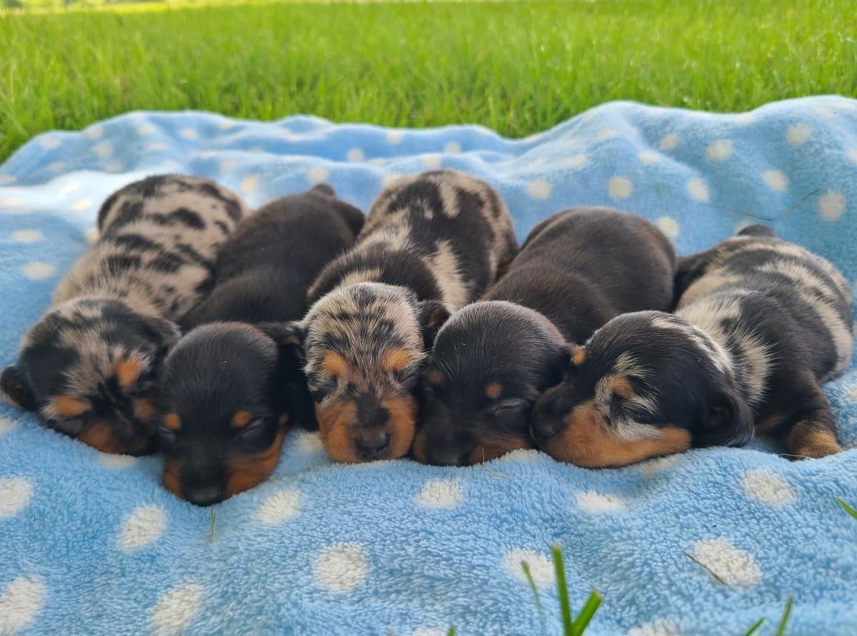 Miniature dachshund Puppies breeder image 3