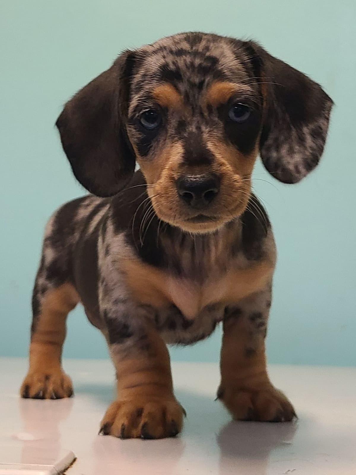 Miniature dachshund Puppies breeder image 5