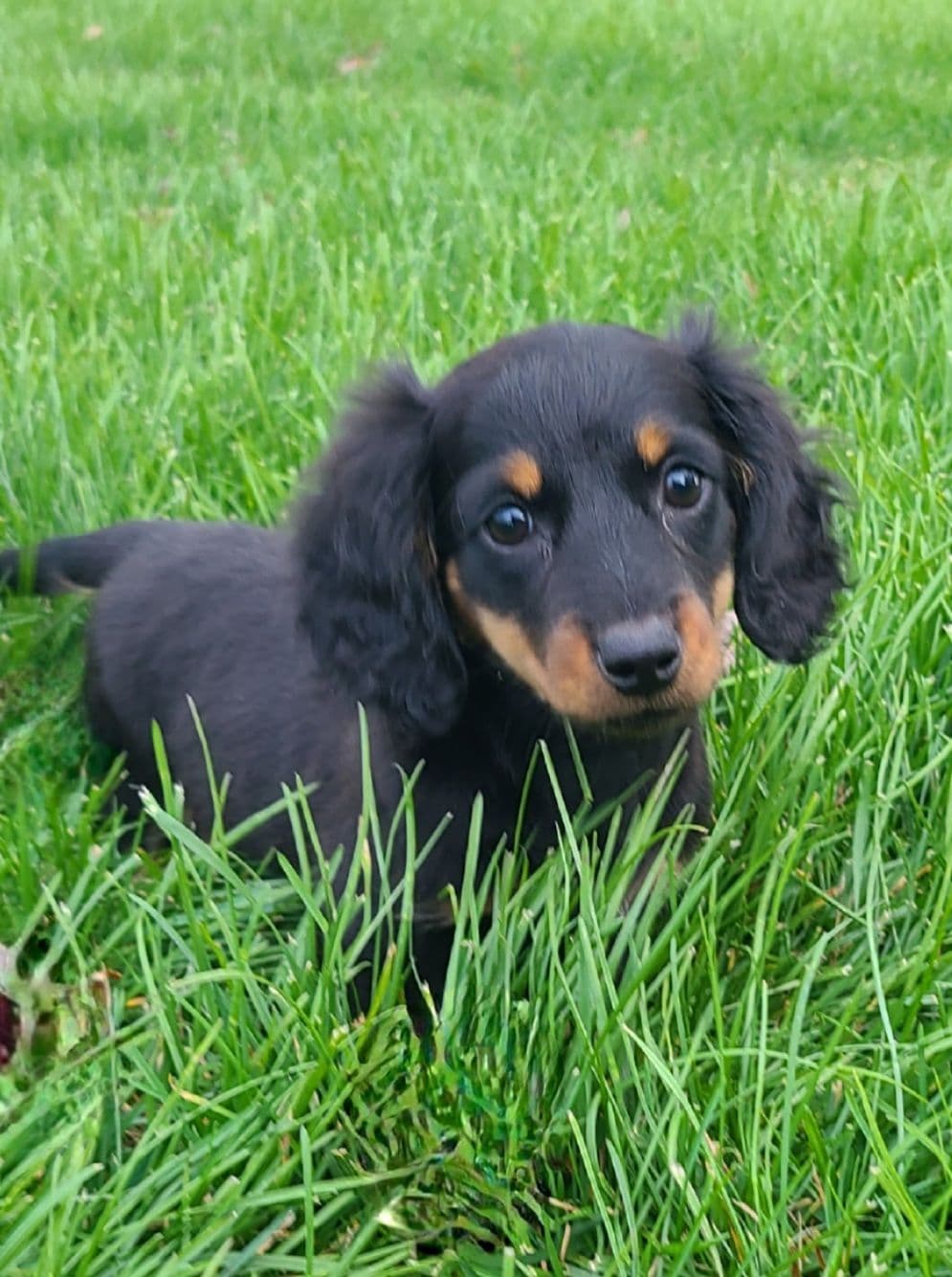 Miniature dachshund Puppies breeder image 8