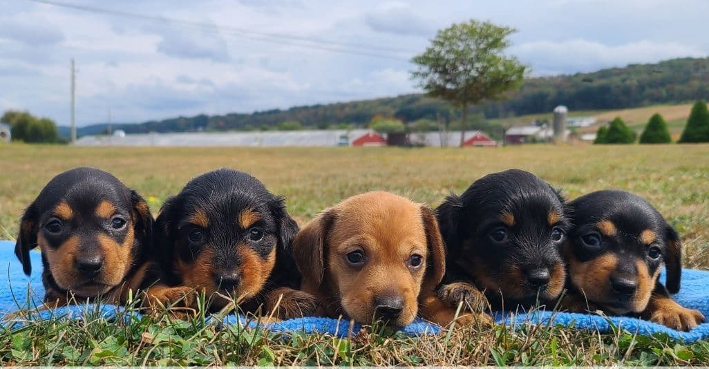 Miniature dachshund Puppies breeder image 7