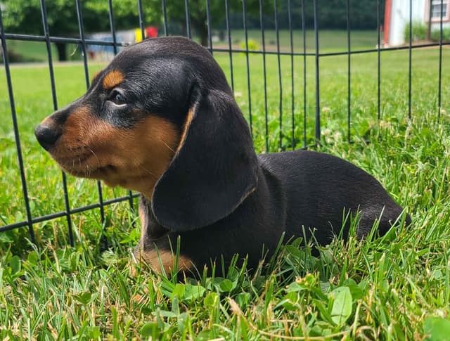 Miniature dachshund Puppies media 15