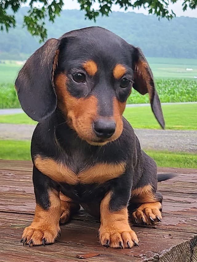 Miniature dachshund Puppies media 2