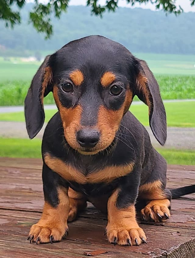 Miniature dachshund Puppies media 3