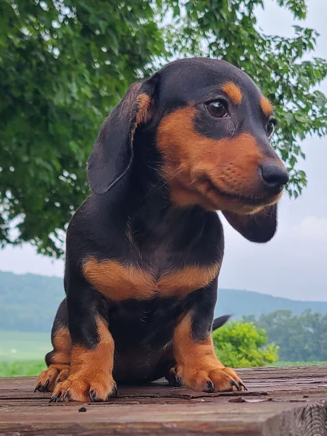 Miniature dachshund Puppies media 4
