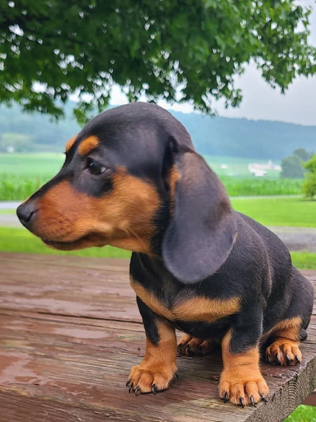 Miniature dachshund Puppies media 5