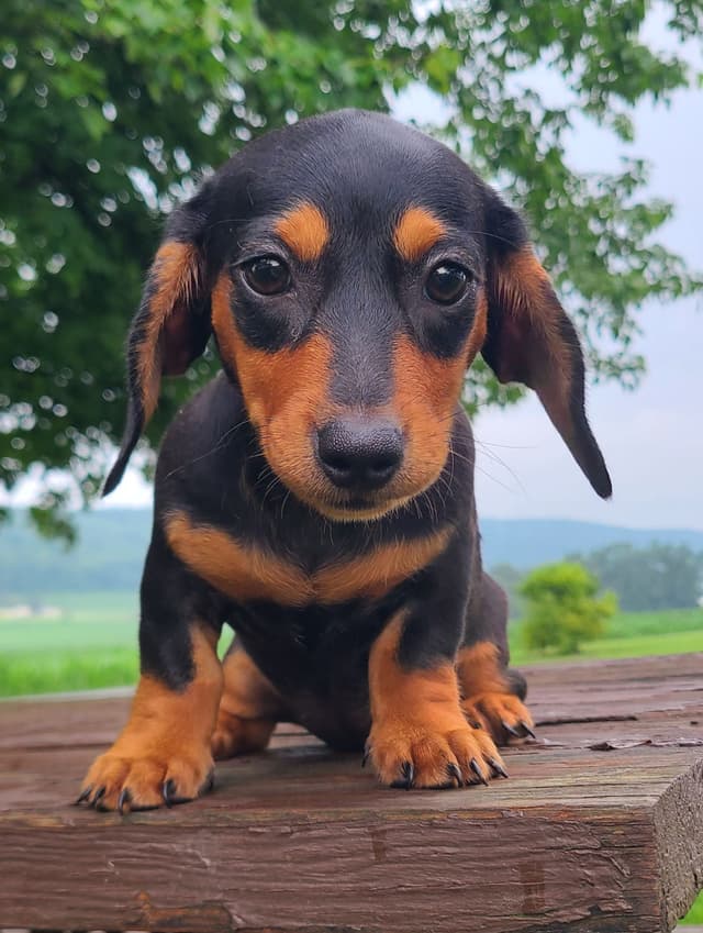 Miniature dachshund Puppies media 6