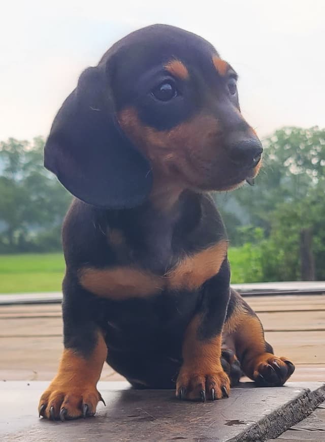 Miniature dachshund Puppies media 7