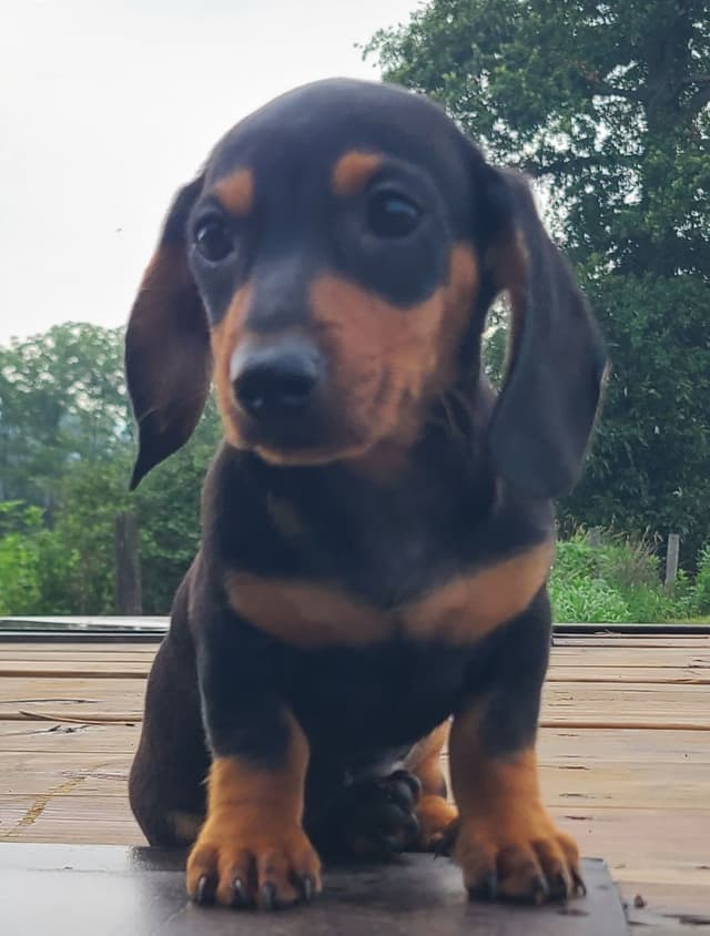Miniature dachshund Puppies media 8