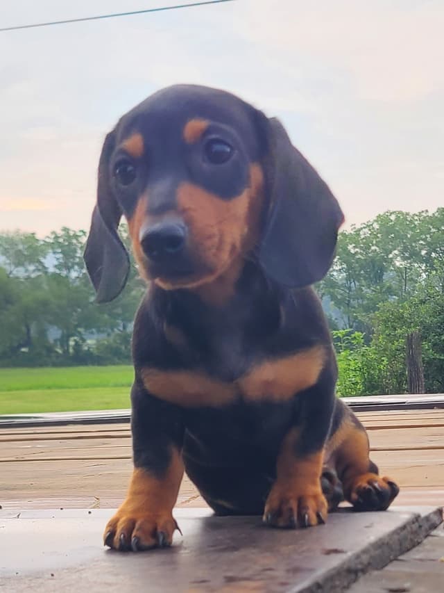 Miniature dachshund Puppies media 9