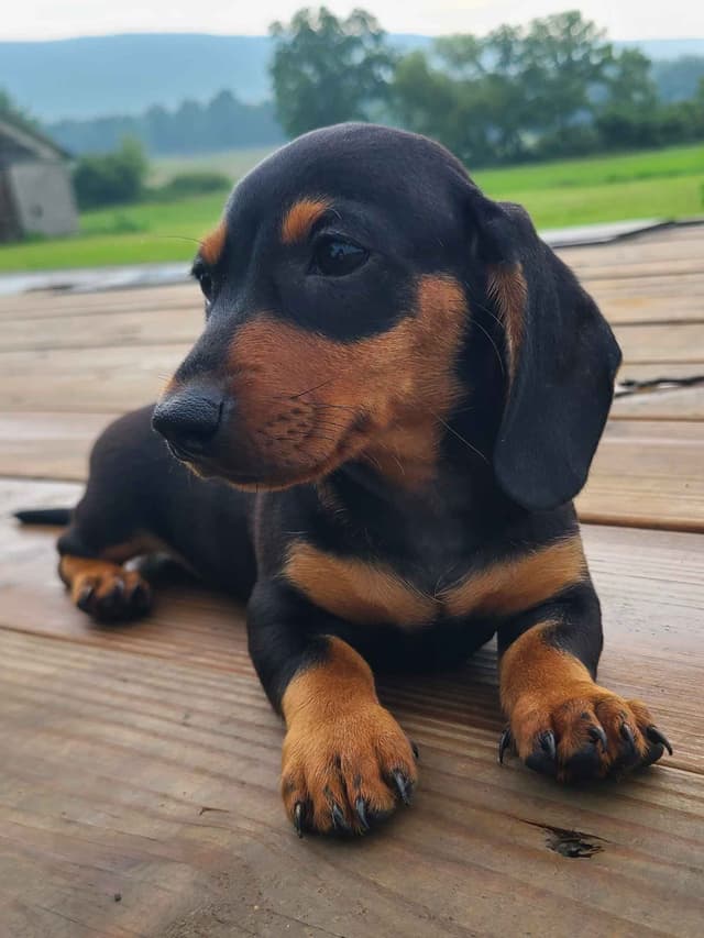 Miniature dachshund Puppies media 10