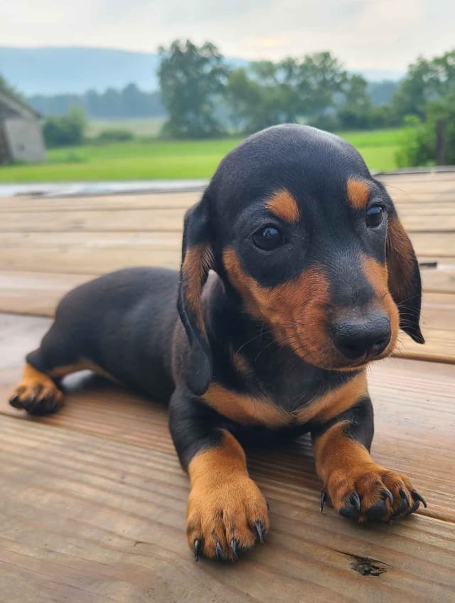 Miniature dachshund Puppies media 11