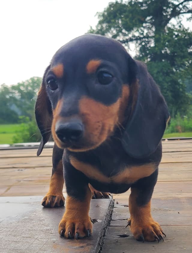 Miniature dachshund Puppies media 12