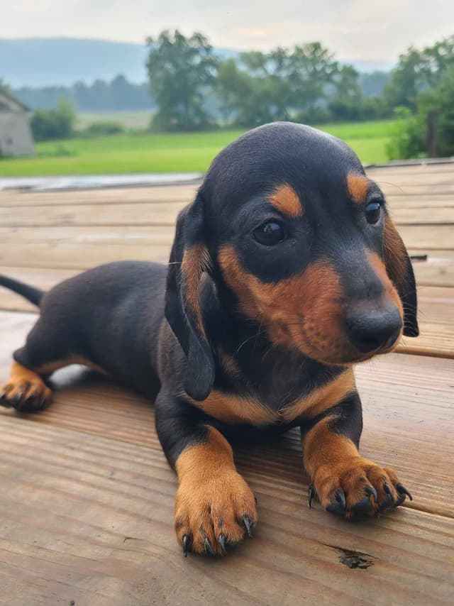 Miniature dachshund Puppies media 13
