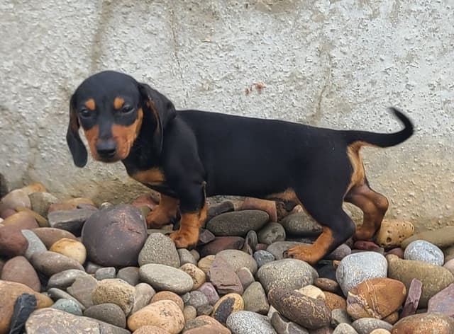 Miniature dachshund Puppies media 14