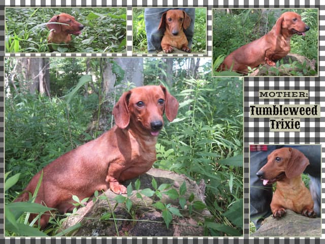 Miniature dachshund Puppies media 16