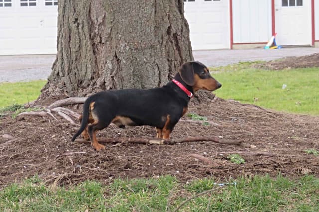 Miniature dachshund Puppies media 17