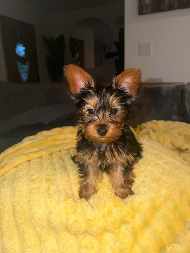 Yorkshire Terrier Puppies media 2