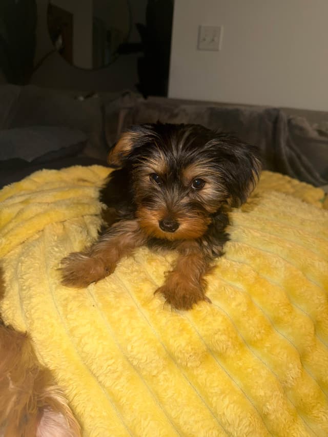 Yorkshire Terrier Puppies media 4