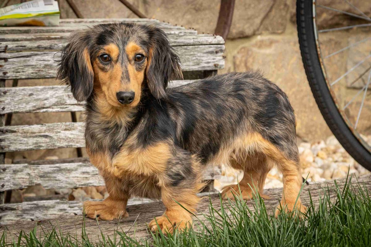 Dachshund Puppies breeder image 1