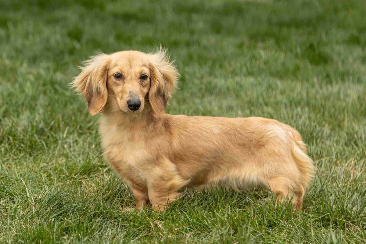 Dachshund Puppies breeder image 2
