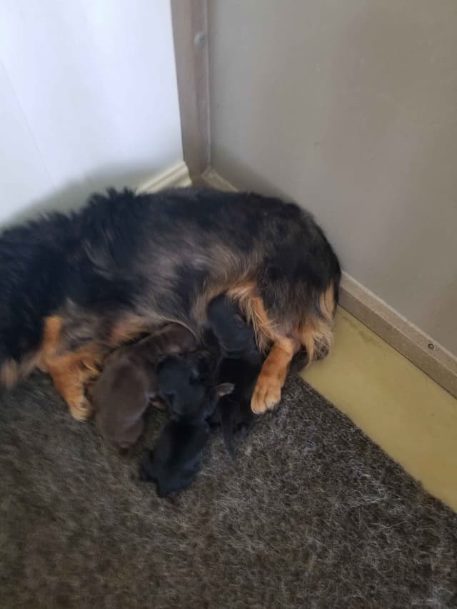 Dachshund Puppies media 2