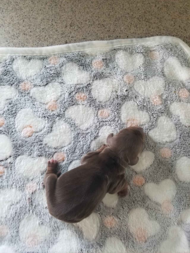 Dachshund Puppies media 3