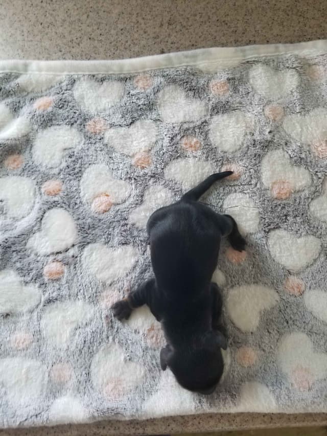 Dachshund Puppies media 4