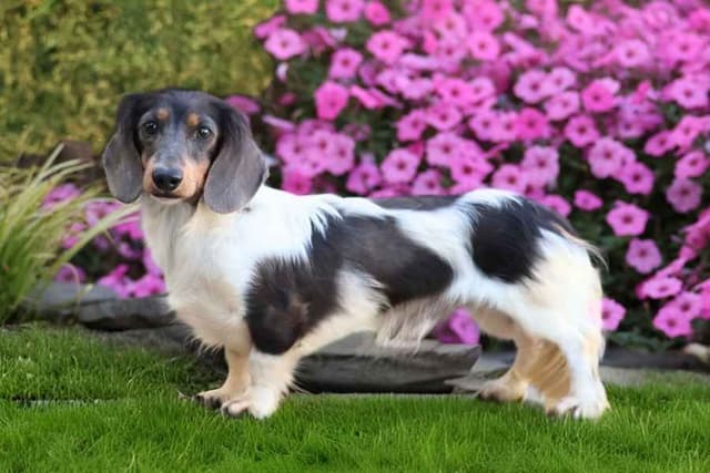 Dachshund Puppies media 6