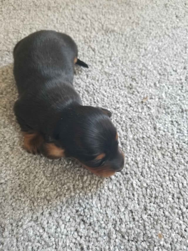 Dachshund Puppies media 8