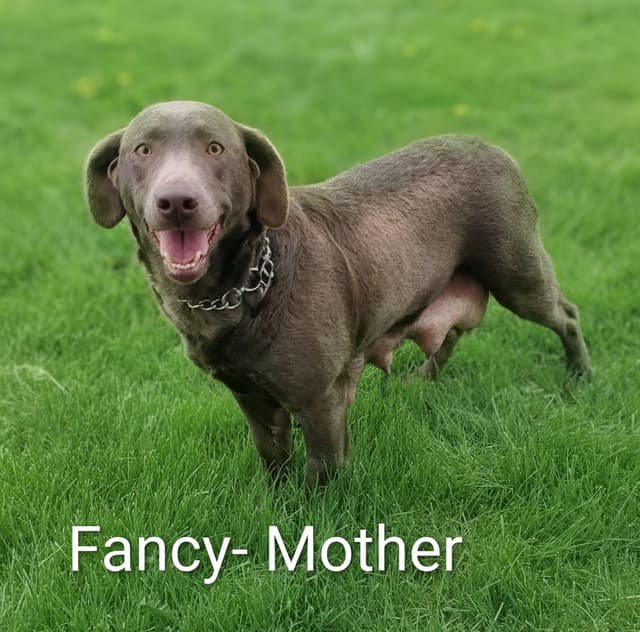 English/ American Labrador Retriever Puppies media 5