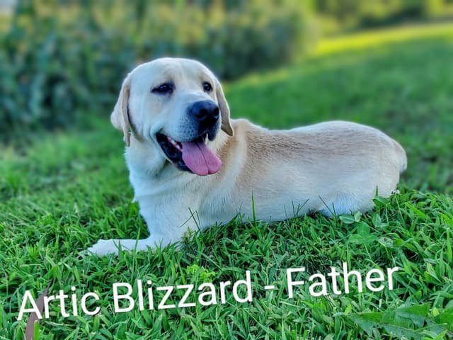 English Labrador Retriever Puppies media 6