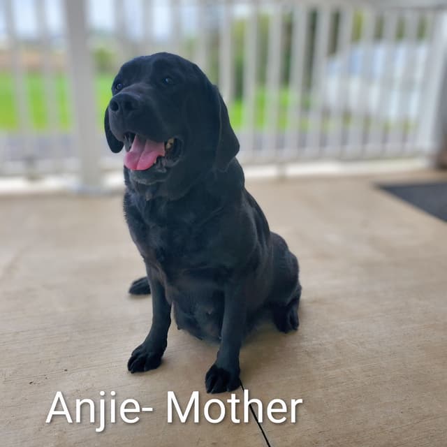 English Labrador Retriever Puppies media 10
