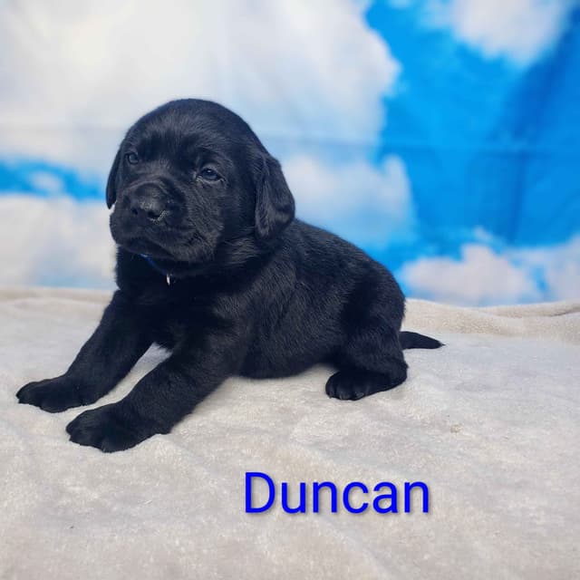 English/ American Labrador Retriever Puppies media 6