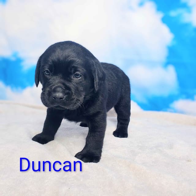 English/ American Labrador Retriever Puppies media 8
