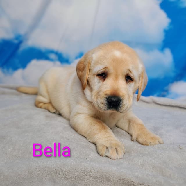 English Labrador Retriever Puppies media 5