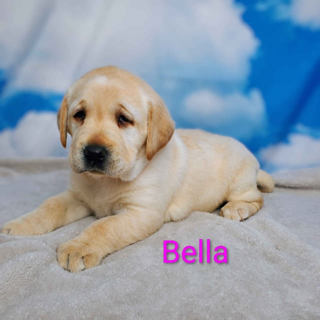 English Labrador Retriever Puppies media 7